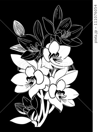 white graphic linear drawing of orchid flower on black background, design 111076054