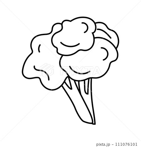 Doodle illustration of broccoli, healthy green vegetable, black line, isolated on white. 111076101
