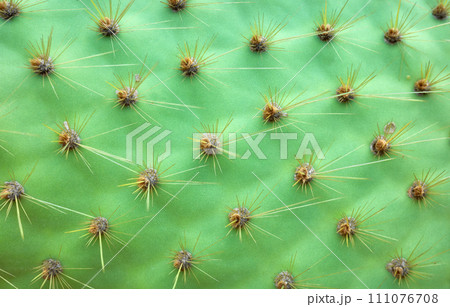 Close up photo of Opuntia galapageia pad with spines, selective focus, abstract nature background. 111076708