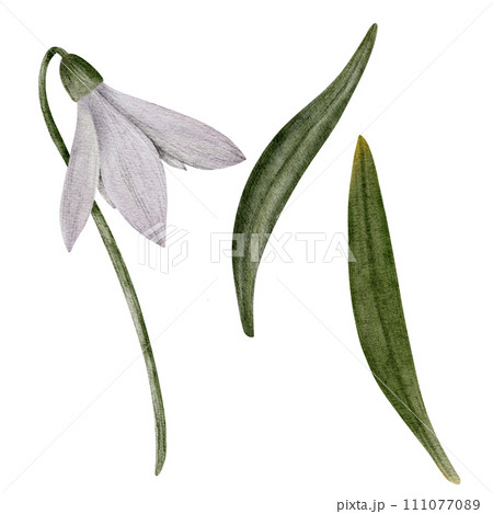 Snowdrop watercolor hand drawn flower and green leaves. Collection of spring flowers Galanthus. Concept spring, primrose, easter, botanical illustration. clipart for cards, textiles, templates Snowdrop watercolor hand drawn flower and green leaves. Collection of spring flowers Galanthus. Concept spring, primrose, easter, botanical illustration. clipart for cards, textiles, templates 111077089