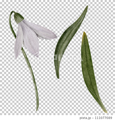 Snowdrop watercolor hand drawn flower and green leaves. Collection of spring flowers Galanthus. Concept spring, primrose, easter, botanical illustration. clipart for cards, textiles, templates Snowdrop watercolor hand drawn flower and green leaves. Collection of spring flowers Galanthus. Concept spring, primrose, easter, botanical illustration. clipart for cards, textiles, templates 111077089
