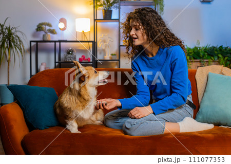 Happy smiling young woman playing with cute funny adorable corgi dog on sofa in room at home Happy smiling young woman playing with cute funny adorable corgi dog on sofa in room at home 111077353