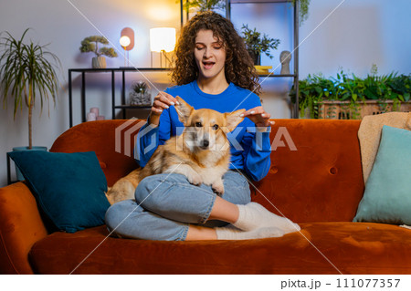 Woman caressing cute pet corgi dog relaxing on comfortable sofa in living room at home apartment Woman caressing cute pet corgi dog relaxing on comfortable sofa in living room at home apartment 111077357