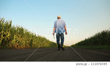 senior farmer walking along corn field rubber boots, farmer walking across field rubber boots, agriculture concept, corn production, growing corn store, selling products, farm business growing crops senior farmer walking along corn field rubber boots, farmer walking across field rubber boots, agriculture concept, corn production, growing corn store, selling products, farm business growing crops 111078395