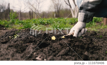farmer digs ground with shovel, shovel, hands planting green sprout ground, agriculture, care environment, eco cultural farm, farmer plantation, eco-agriculture life concept, business ecology, improve 111078406