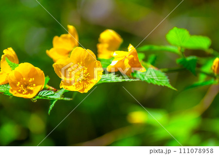 ヤマブキの花 ヤマブキの花 111078958