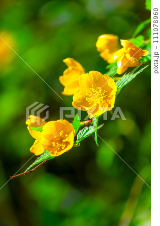 ヤマブキの花 111078960