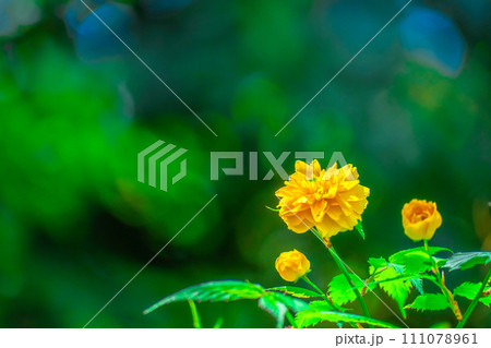 ヤエヤマブキの花 111078961