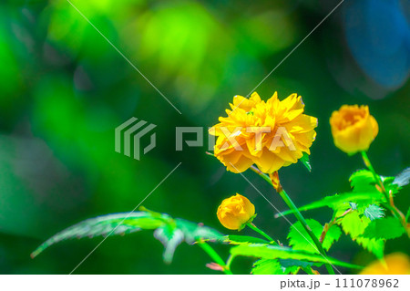 ヤエヤマブキの花 ヤエヤマブキの花 111078962