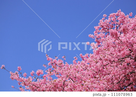 青空に映える満開の桜 111078963