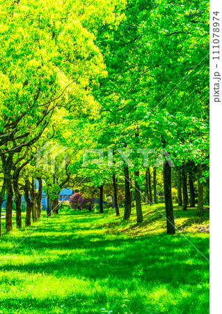 モミジバフウと楠の並木 111078974