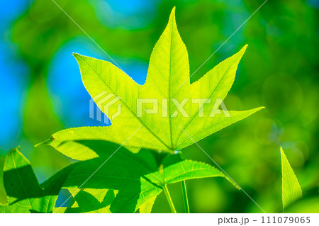 モミジバフウの新緑 111079065