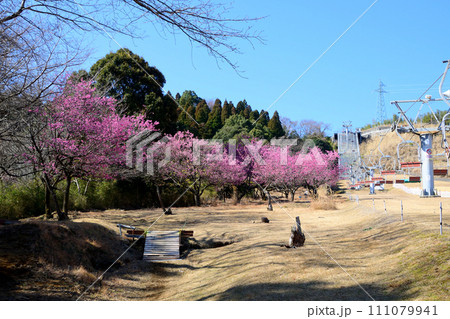 法華嶽公園の寒緋桜 111079941