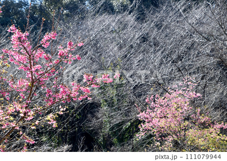 法華嶽公園の寒緋桜 法華嶽公園の寒緋桜 111079944