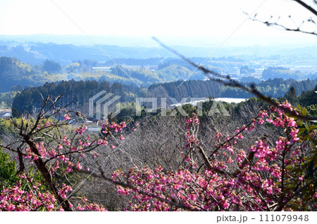 法華嶽公園の寒緋桜 法華嶽公園の寒緋桜 111079948