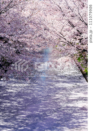 春の京都　満開の桜 111079986