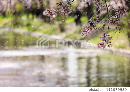 春の京都 満開の桜 春の京都 満開の桜 111079989