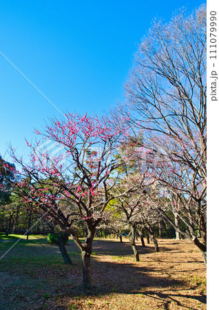 代々木公園 紅白梅の花 蕾 代々木公園 紅白梅の花 蕾 111079990