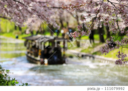春の京都 満開の桜 春の京都 満開の桜 111079992