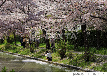 春の京都 満開の桜 春の京都 満開の桜 111079993