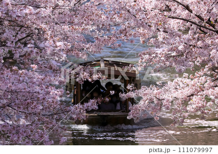 春の京都 満開の桜 春の京都 満開の桜 111079997