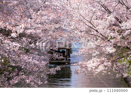 春の京都　満開の桜 111080000
