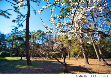 代々木公園 紅白梅の花 蕾 代々木公園 紅白梅の花 蕾 111080004