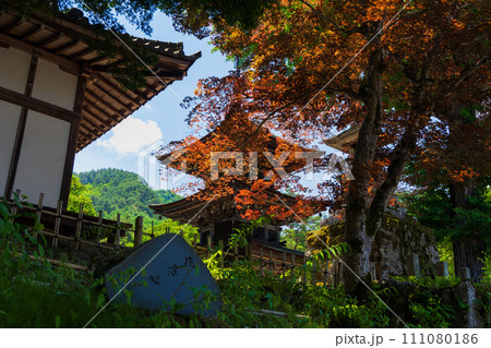 長野県上田市 前山寺 初夏に色付くノムラモミジと三重塔 長野県上田市 前山寺 初夏に色付くノムラモミジと三重塔 111080186