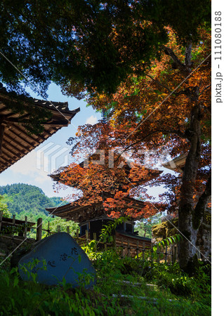 長野県上田市　前山寺　初夏に色付くノムラモミジと三重塔 111080188
