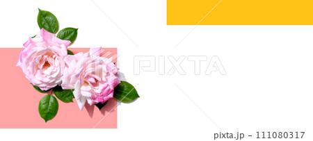 Pink roses with green leaves 111080317