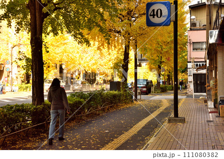 歩道を黄色く埋め尽くす都心のイチョウ並木 歩道を黄色く埋め尽くす都心のイチョウ並木 111080382
