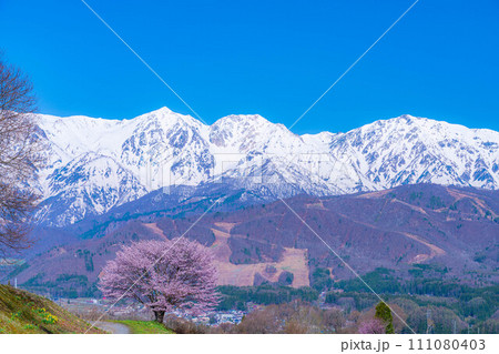 【春素材】信州・野平地区の一本桜【長野県】 111080403