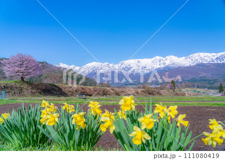 【春素材】信州・野平地区の一本桜【長野県】 111080419