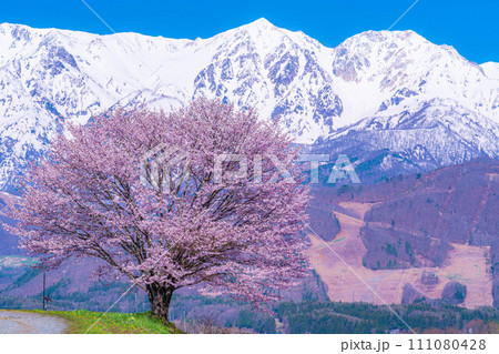 【春素材】信州・野平地区の一本桜【長野県】 111080428