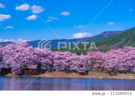 【桜素材】伊那市六道堤の桜【長野県】 111080453