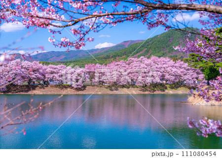 【桜素材】伊那市六道堤の桜【長野県】 【桜素材】伊那市六道堤の桜【長野県】 111080454