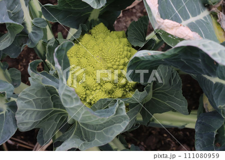ロマネスコ収穫前 111080959