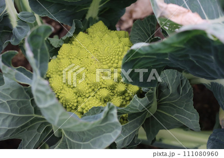 ロマネスコ収穫前 ロマネスコ収穫前 111080960