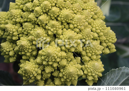 ロマネスコ収穫前 111080961