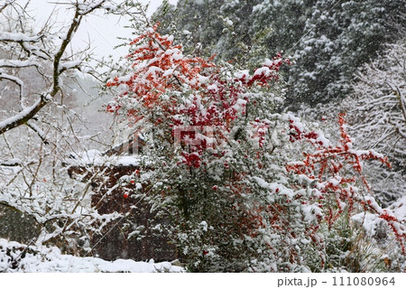 大和町梅野寒波襲来 111080964