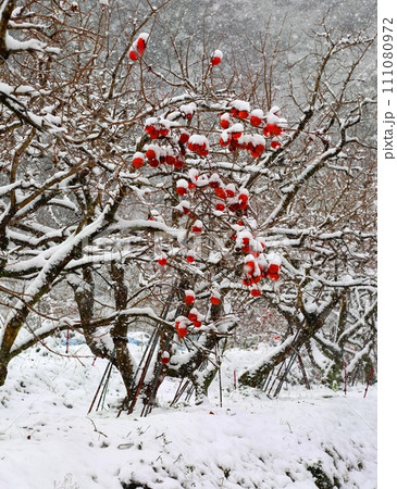 大和町梅野寒波襲来 111080972