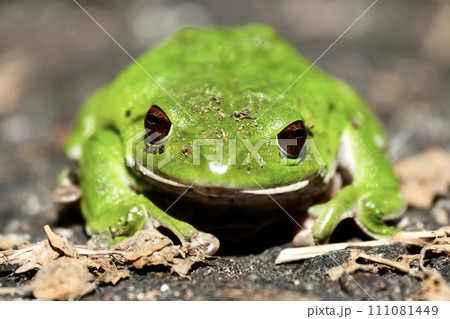 土から出てきたイエアメガエル 111081449