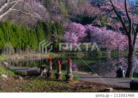 【信州の春】中綱湖のオオヤマザクラ【長野県】 【信州の春】中綱湖のオオヤマザクラ【長野県】 111081466