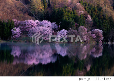 【信州の春】中綱湖のオオヤマザクラ【長野県】 111081467