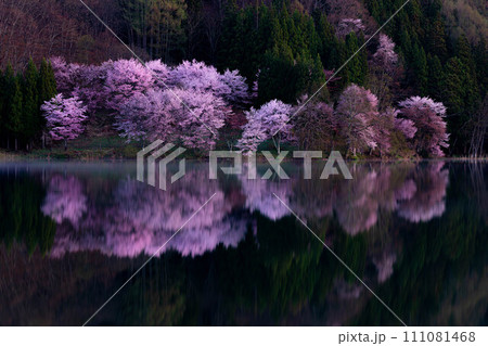 【信州の春】中綱湖のオオヤマザクラ【長野県】 111081468