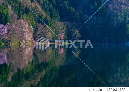 【信州の春】中綱湖のオオヤマザクラ【長野県】 【信州の春】中綱湖のオオヤマザクラ【長野県】 111081482