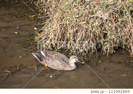 用水路のカルガモ 111082869