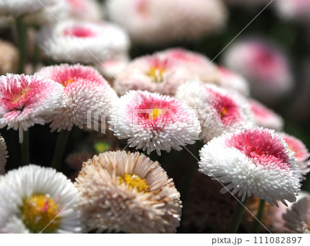 ヒナギク(デイジー:Daisy) ヒナギク(デイジー:Daisy) 111082897