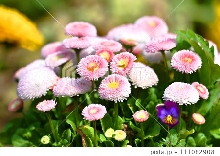 ヒナギク（デイジー：Daisy） 111082908