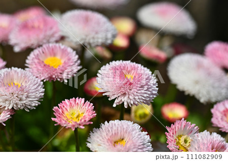 ヒナギク（デイジー：Daisy） 111082909